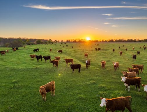 Angus y Hereford Razas Premium
