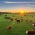 Angus y Hereford Razas Premium