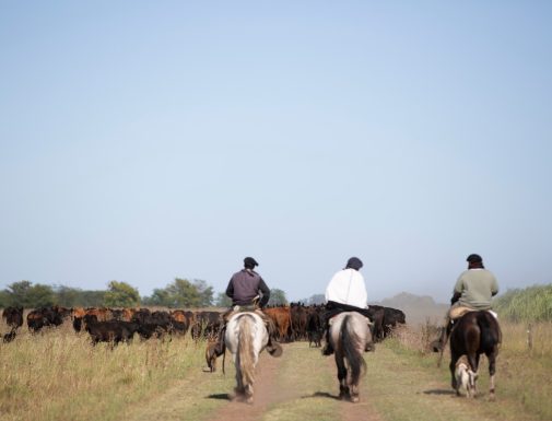 Gauchos, ganadería Argentina y Uruguay