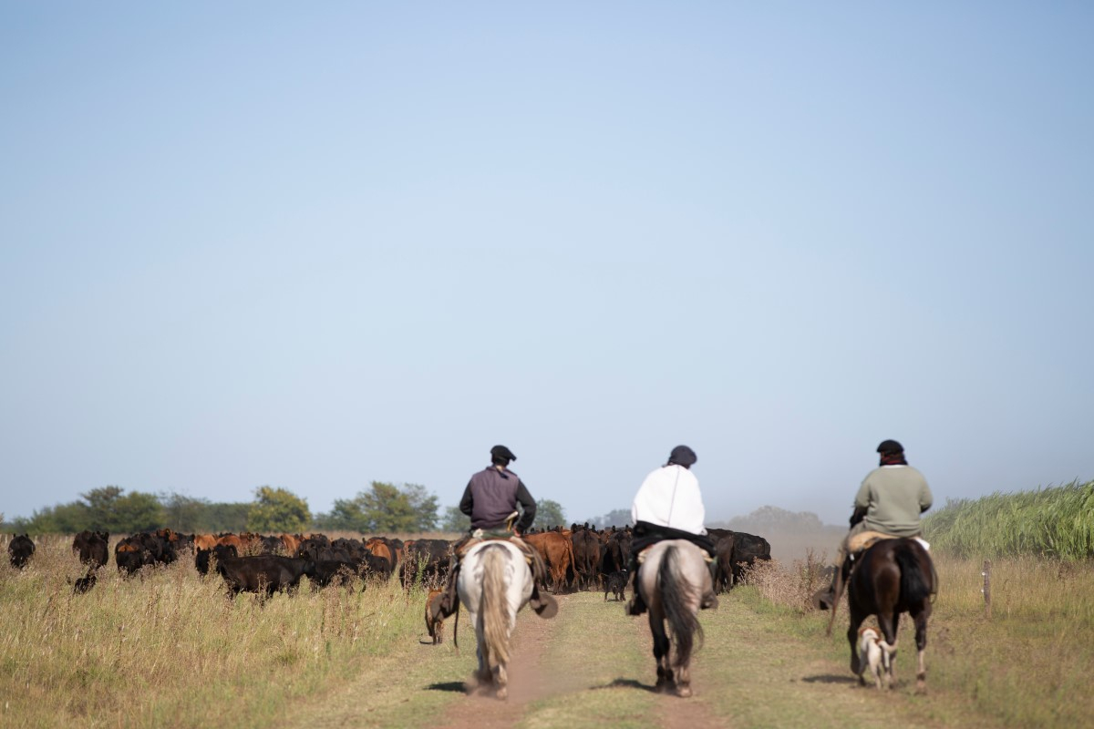 Gauchos, ganadería Argentina y Uruguay